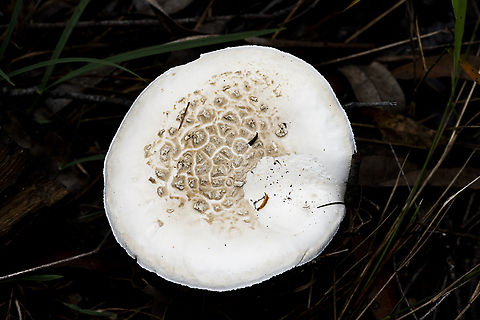 Mushroom with bulbous base - Amanita sp?  Amanita ochrophylla,Australia,Fall,Geotagged,Ochre-gilled barefoot lepidella