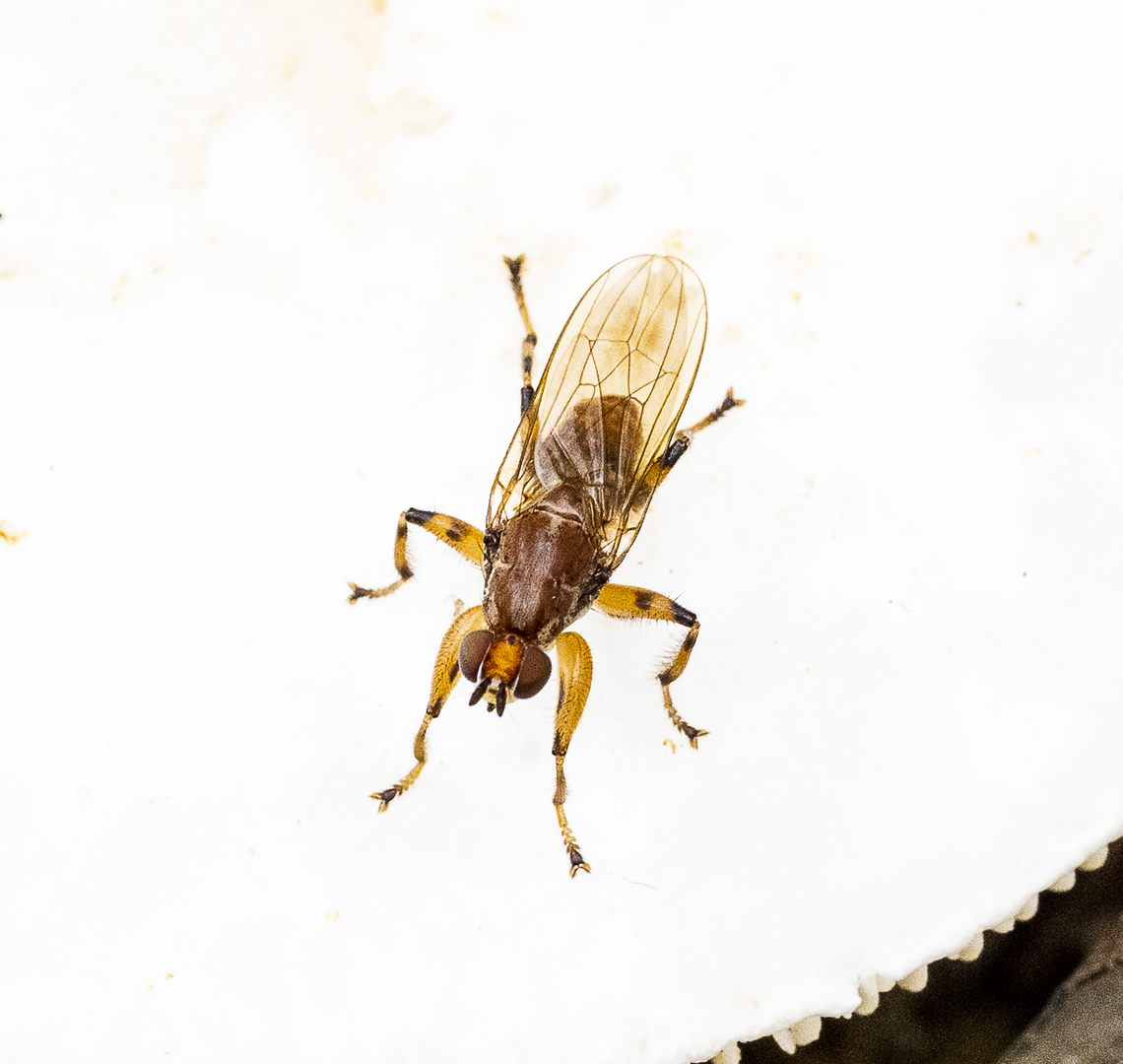 Tapeigaster luteipennis - Fungus fly - Heteromyzid fly  Tapeigaster luteipennis