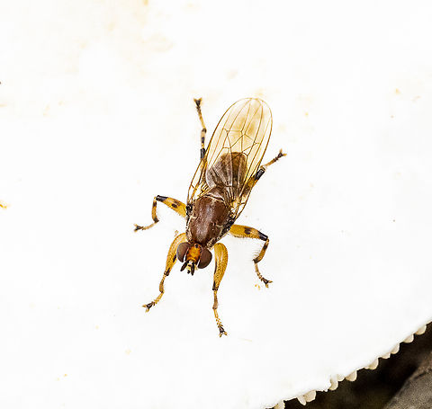 Tapeigaster luteipennis - Fungus fly - Heteromyzid fly  Tapeigaster luteipennis