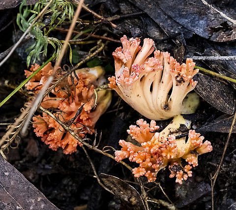 A coral fungus - Ramaria sp. - Ramaria australiana ?  Australia,Fall,Geotagged,Ramaria australiana