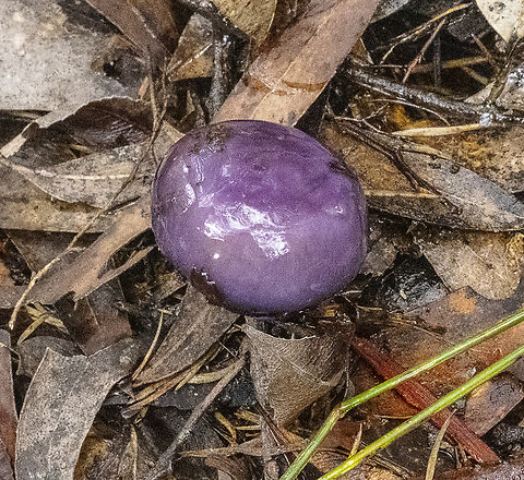 Purple pouch fungus - Cortinarius porphyroideus  Australia,Cortinarius porphyroideus,Fall,Geotagged,Purple Pouch Fungus