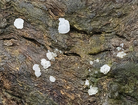 Tremella fuciformis ?  Australia,Fall,Geotagged,Snow Fungus,Tremella fuciformis