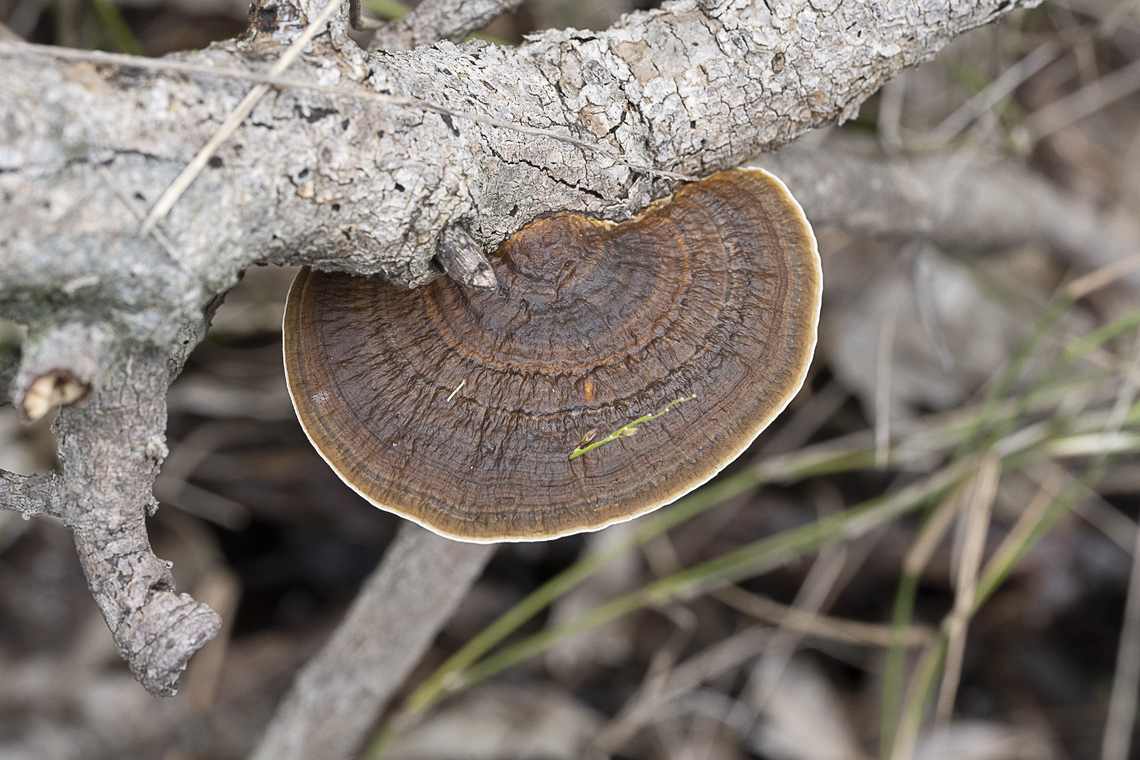 Thin-walled Maze Polypore - Daedaleopsis confragosa  Australia,Daedaleopsis confragosa,Fall,Geotagged,Thin walled maze polypore