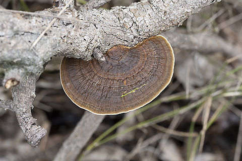 Thin-walled Maze Polypore - Daedaleopsis confragosa  Australia,Daedaleopsis confragosa,Fall,Geotagged,Thin walled maze polypore