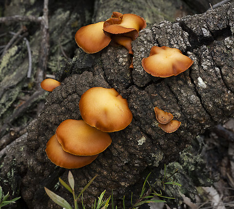 A Buxom Banksia  Australia,Fall,Geotagged
