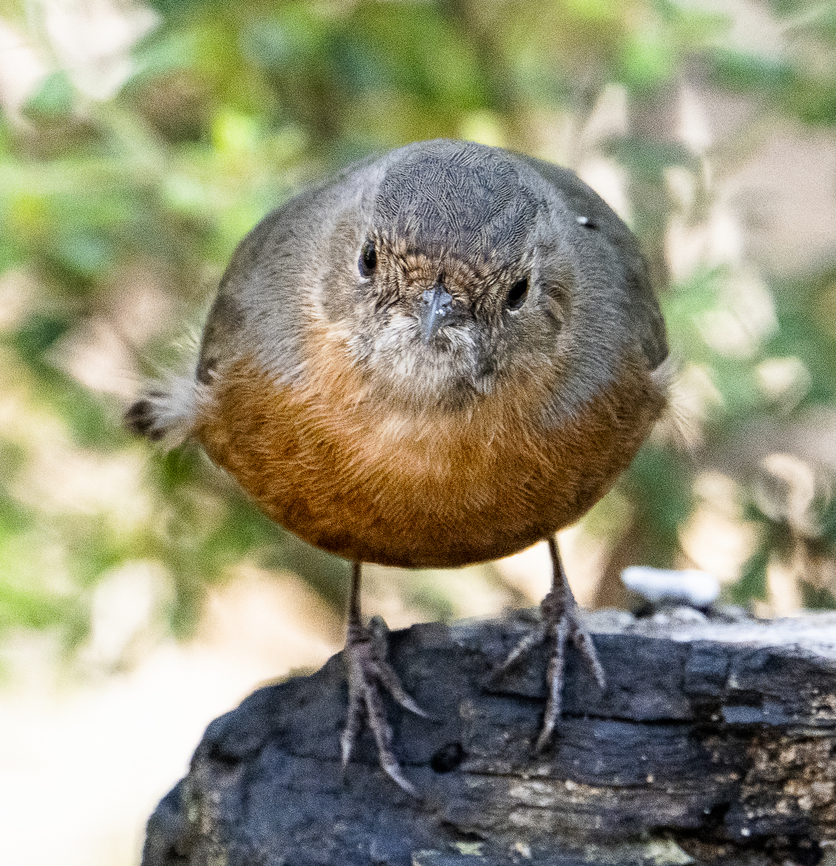 Rockwarbler - Origma solitaria  Australia,Fall,Geotagged,Origma solitaria,Rockwarbler