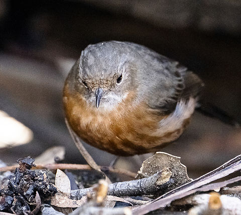 Rockwarbler  - Origma solitaria  Australia,Fall,Geotagged,Origma solitaria,Rockwarbler