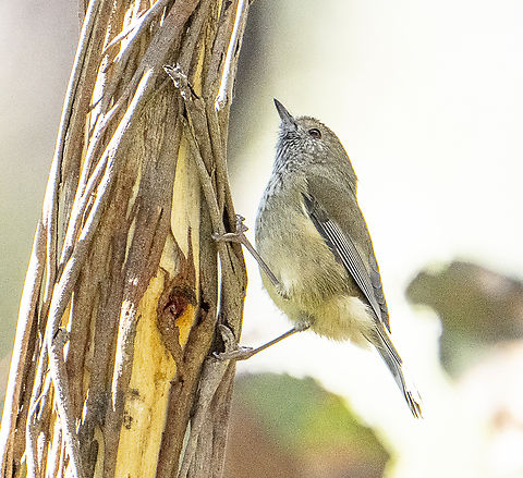 Brown thornbill  Acanthiza lineata,Acanthiza pusilla,Australia,Brown thornbill,Fall,Geotagged,Striated thornbill