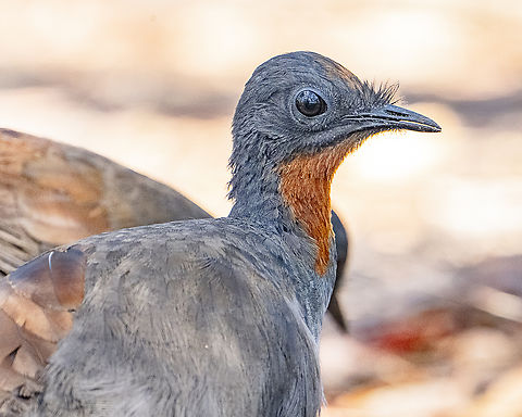 Lyre Bird Young male methinks Albert's lyrebird,Australia,Fall,Geotagged,Menura alberti,Menura novaehollandiae,Superb Lyrebird