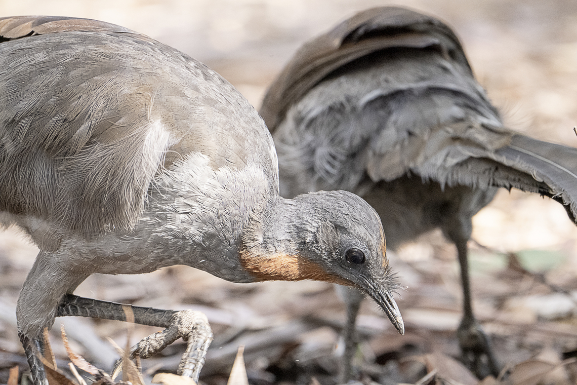 Foraging Superb Lyrebirds  Australia,Fall,Geotagged,Menura novaehollandiae,Superb Lyrebird