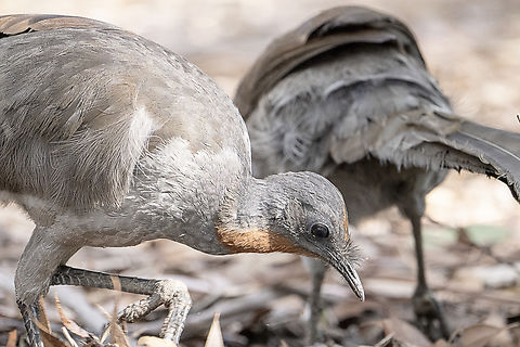 Foraging Superb Lyrebirds  Australia,Fall,Geotagged,Menura novaehollandiae,Superb Lyrebird