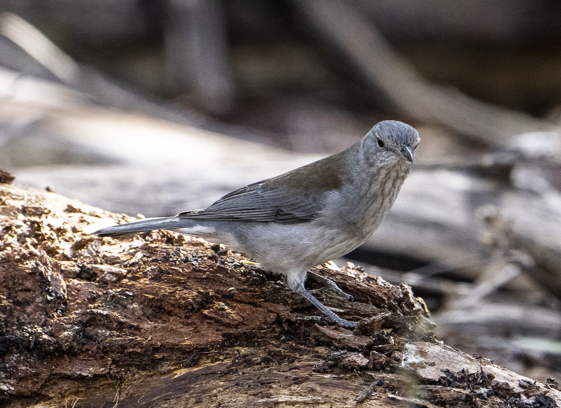 Grey shrike-thrush <section class="video"><iframe width="448" height="282" src="https://www.youtube-nocookie.com/embed/2GtLy8QjKFI?hd=1&autoplay=0&rel=0" frameborder="0" allowfullscreen></iframe></section> Australia,Colluricincla harmonica,Fall,Geotagged,Grey shrike-thrush