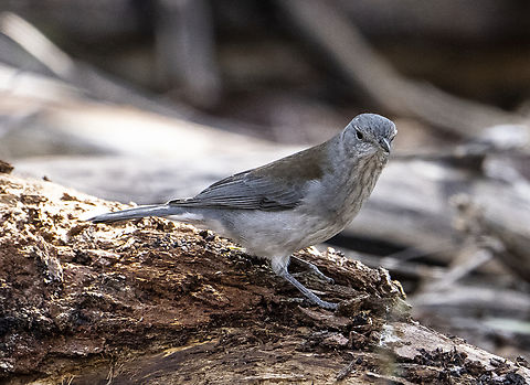 Grey shrike-thrush https://www.youtube.com/watch?v=2GtLy8QjKFI Australia,Colluricincla harmonica,Fall,Geotagged,Grey shrike-thrush