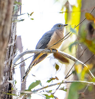 Fan-tailed cuckoo  Australia,Cacomantis flabelliformis,Fall,Fan-tailed cuckoo,Geotagged