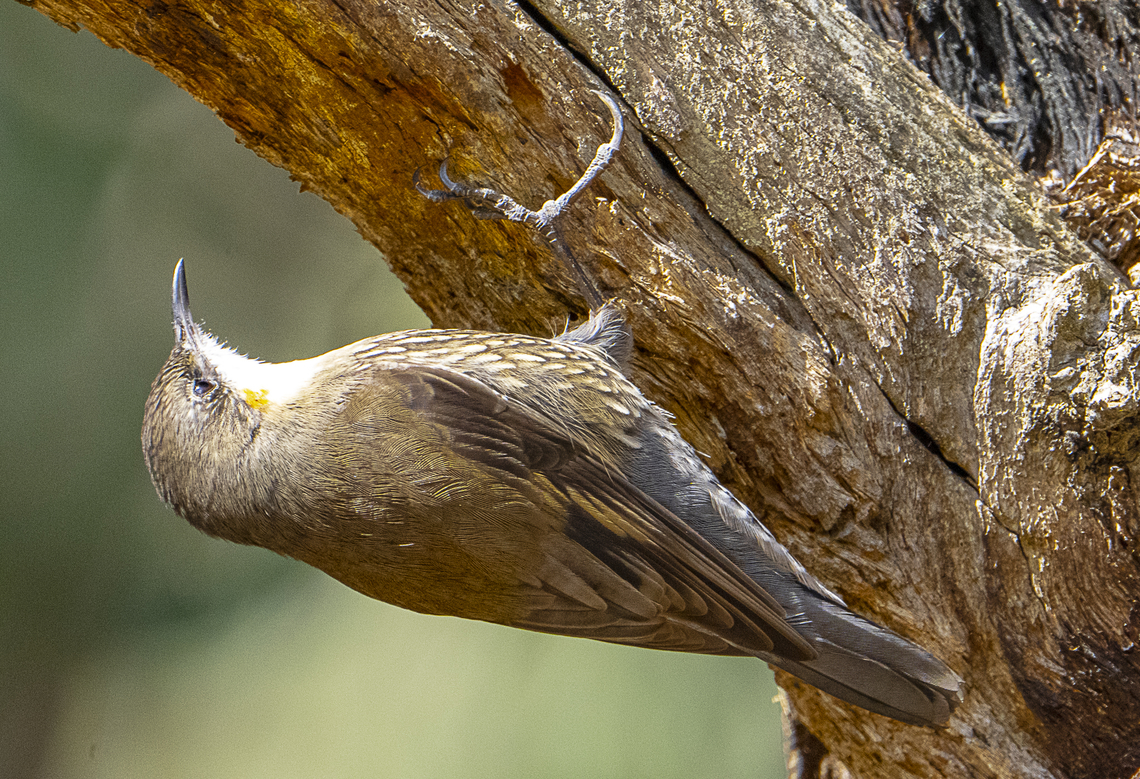 White-throated treecreeper  Australia,Cormobates leucophaea,Fall,Geotagged,White-throated treecreeper