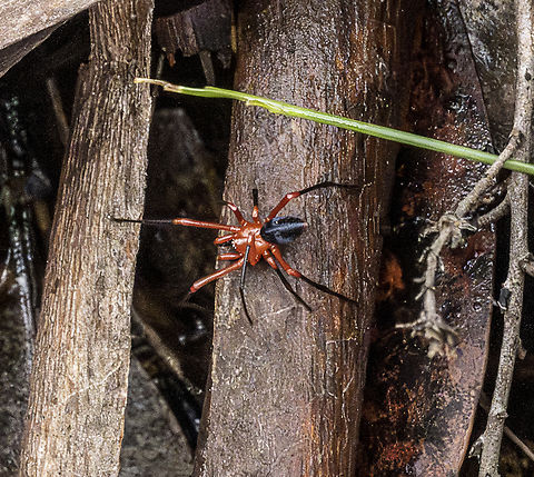 Red and Black spider - Nicodamus peregrinus  Australia,Fall,Geotagged,Nicodamus peregrinus,Red and black Spider
