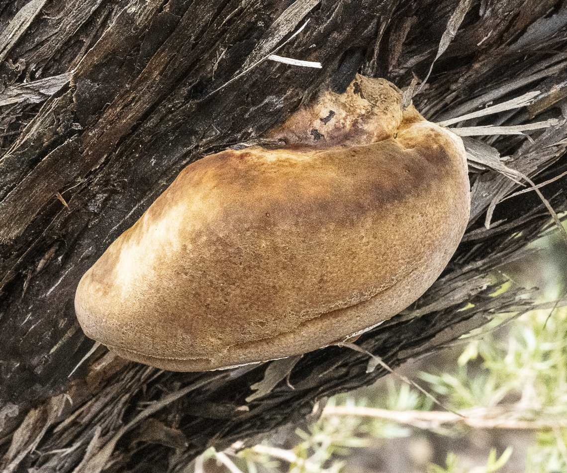 Fomitiporia robusta  (P.Karst.) Fiasson & Niemelä  Australia,Fall,Fomitiporia robusta,Geotagged