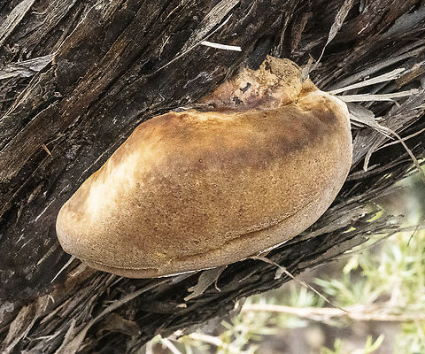 Fomitiporia robusta  (P.Karst.) Fiasson & Niemelä  Australia,Fall,Fomitiporia robusta,Geotagged
