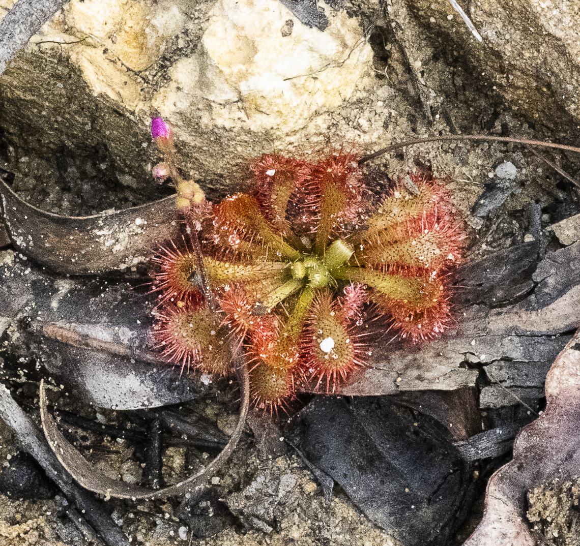 Drosera spatulata in flower  Australia,Drosera spatulata,Fall,Geotagged,Spoon-leaved sundew