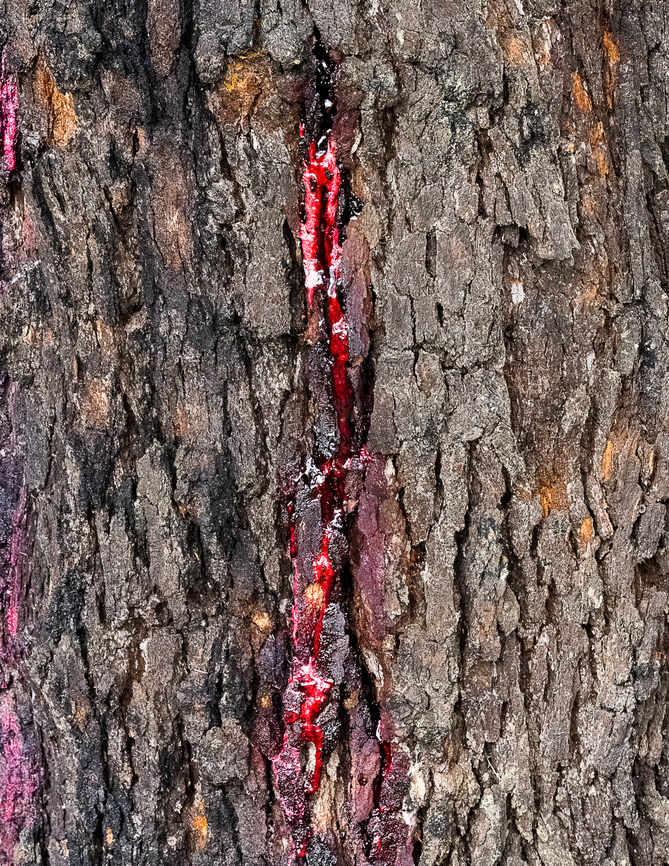 Bloodwood - Corymbia gummifera The bloodwood gets its name from its stunning, dark red sap, which resembles blood. Australia,Corymbia gummifera,Fall,Geotagged,Red bloodwood