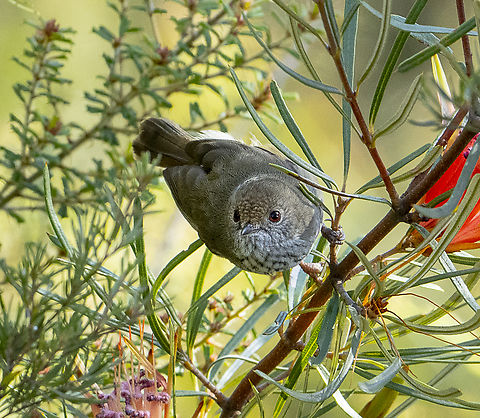 Brown thornbill  Acanthiza lineata,Acanthiza pusilla,Australia,Brown thornbill,Fall,Geotagged,Striated thornbill