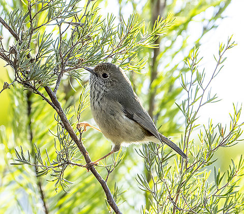 Brown thornbill  Acanthiza pusilla,Australia,Brown thornbill,Fall,Geotagged