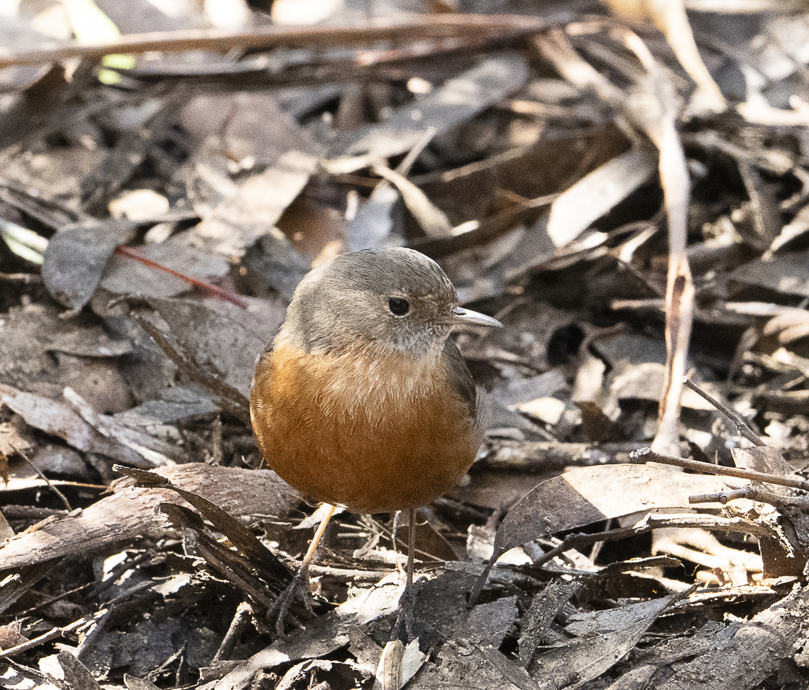 Rockwarbler  Australia,Fall,Geotagged,Origma solitaria,Rockwarbler