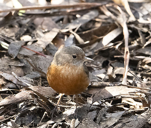 Rockwarbler  Australia,Fall,Geotagged,Origma solitaria,Rockwarbler