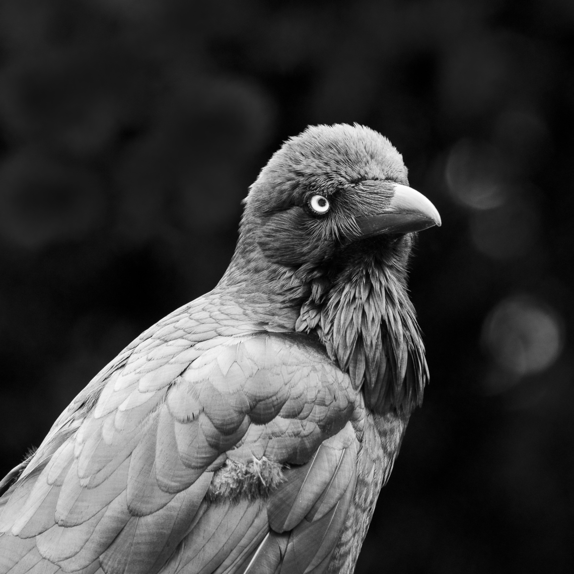 Australian Raven Monochrome of earlier shot Australia,Australian raven,Corvus coronoides,Geotagged,Spring