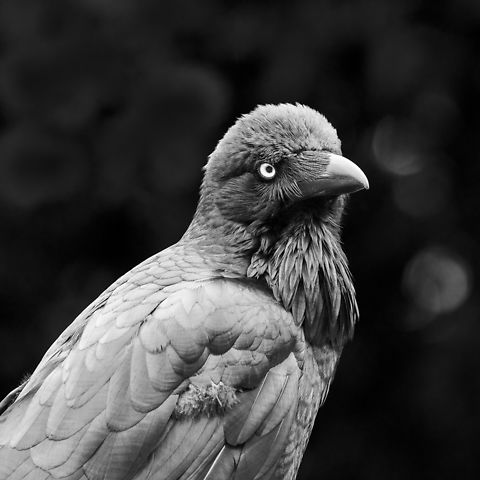 Australian Raven Monochrome of earlier shot Australia,Australian raven,Corvus coronoides,Geotagged,Spring