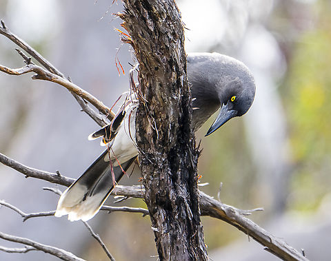 Grey Currawong - Strepera versicolor Australia,Fall,Geotagged,Grey currawong,Strepera versicolor