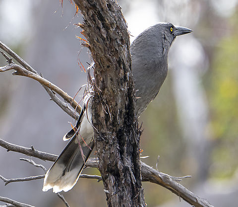 Grey Currawong - Strepera versicolor  Australia,Fall,Geotagged,Grey currawong,Strepera versicolor
