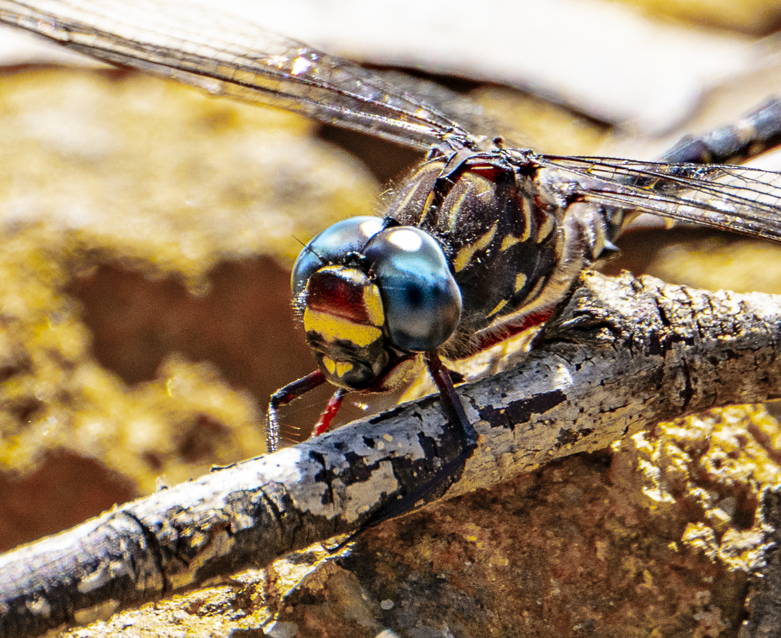 Austroaeschna multipunctata - Multi-spotted darner  Alpine darner,Australia,Austroaeschna flavomaculata,Austroaeschna multipunctata,Fall,Geotagged,Multi-spotted darner