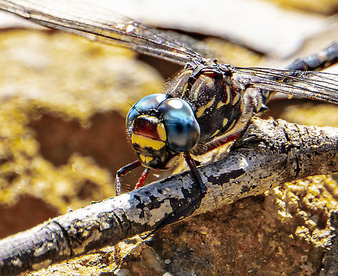 Austroaeschna multipunctata - Multi-spotted darner  Alpine darner,Australia,Austroaeschna flavomaculata,Austroaeschna multipunctata,Fall,Geotagged,Multi-spotted darner