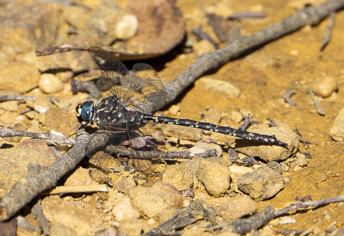 Austroaeschna multipunctata - Multi-spotted Darner  Australia,Austroaeschna,Austroaeschna multipunctata,Fall,Geotagged,Multi-spotted darner