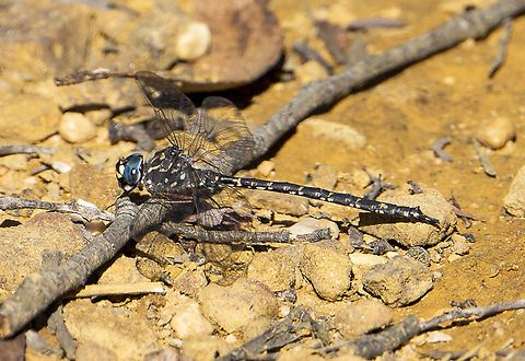 Austroaeschna multipunctata - Multi-spotted Darner  Australia,Austroaeschna,Austroaeschna multipunctata,Fall,Geotagged,Multi-spotted darner
