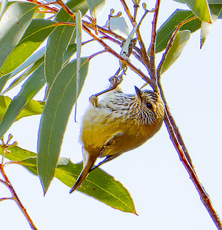 Striated thornbill  Acanthiza lineata,Australia,Fall,Geotagged,Striated thornbill