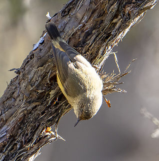 Yellow-rumped Thornbill - Acanthiza chrysorrhoa  Acanthiza chrysorrhoa,Australia,Fall,Geotagged,Yellow-rumped thornbill