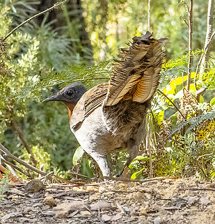 Come on shake your tail feathers - Superb Lyrebird  Australia,Fall,Geotagged,Menura novaehollandiae,Superb Lyrebird