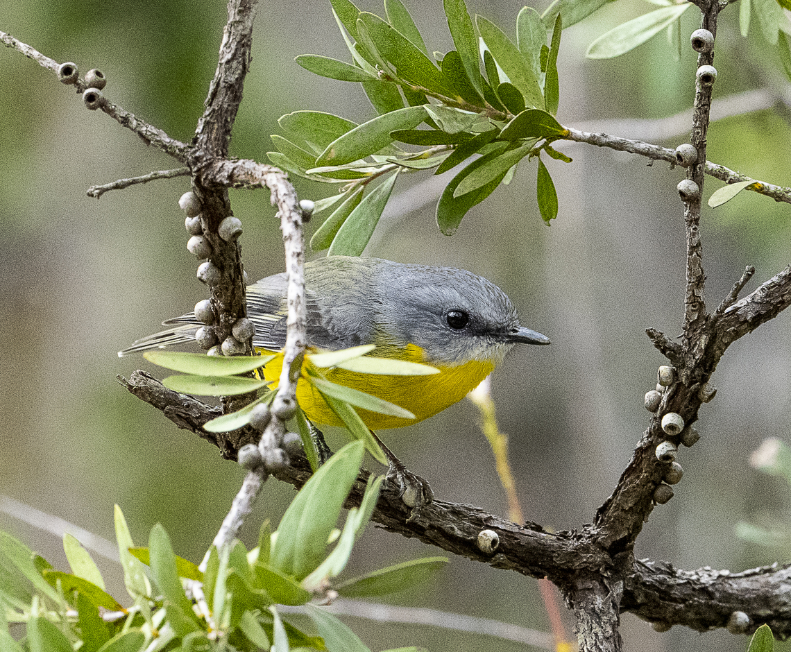 Always Cute - Eastern Yellow Robin  Australia,Eastern Yellow Robin,Eopsaltria australis,Fall,Geotagged