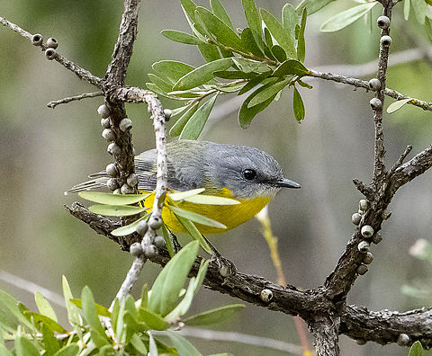 Always Cute - Eastern Yellow Robin  Australia,Eastern Yellow Robin,Eopsaltria australis,Fall,Geotagged
