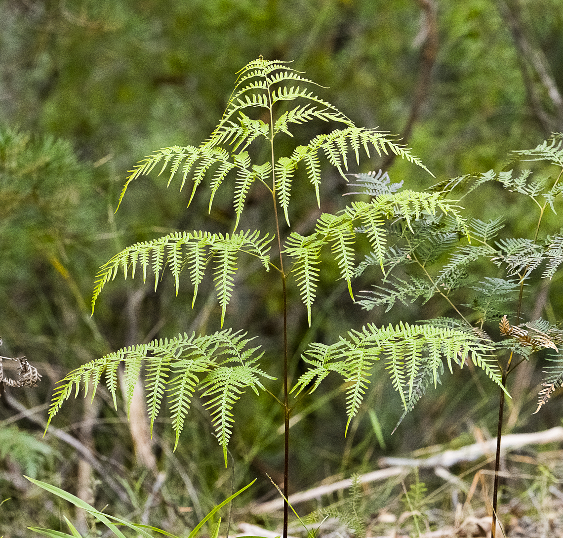 Austral bracken  Austral Bracken,Australia,Fall,Geotagged,Pteridium esculentum