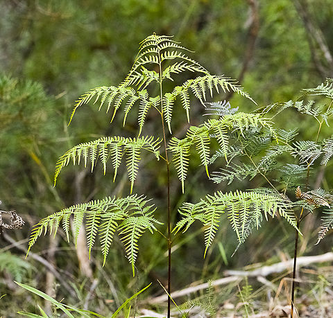 Austral bracken  Austral Bracken,Australia,Fall,Geotagged,Pteridium esculentum