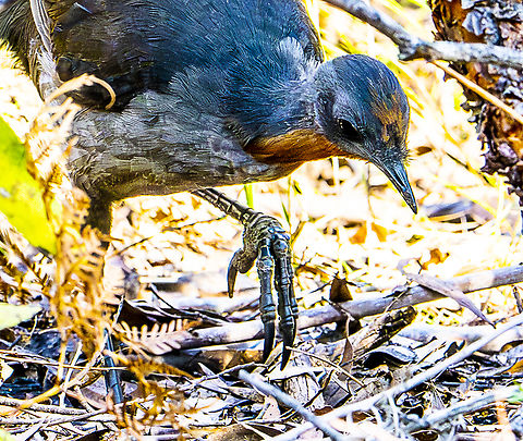 Superb lyrebird - Powerful 'dinosaur like' feet The legs are powerful, capable of running quickly, and the feet are strong enough to move branches up to 10 cm in diameter as they search for food Australia,Fall,Geotagged,Menura novaehollandiae,Superb Lyrebird