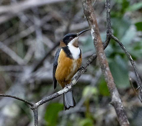 Eastern spinebill  Acanthorhynchus tenuirostris,Australia,Eastern spinebill,Fall,Geotagged