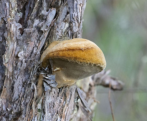 Fomitiporia robusta  Australia,Fall,Fomitiporia robusta,Geotagged