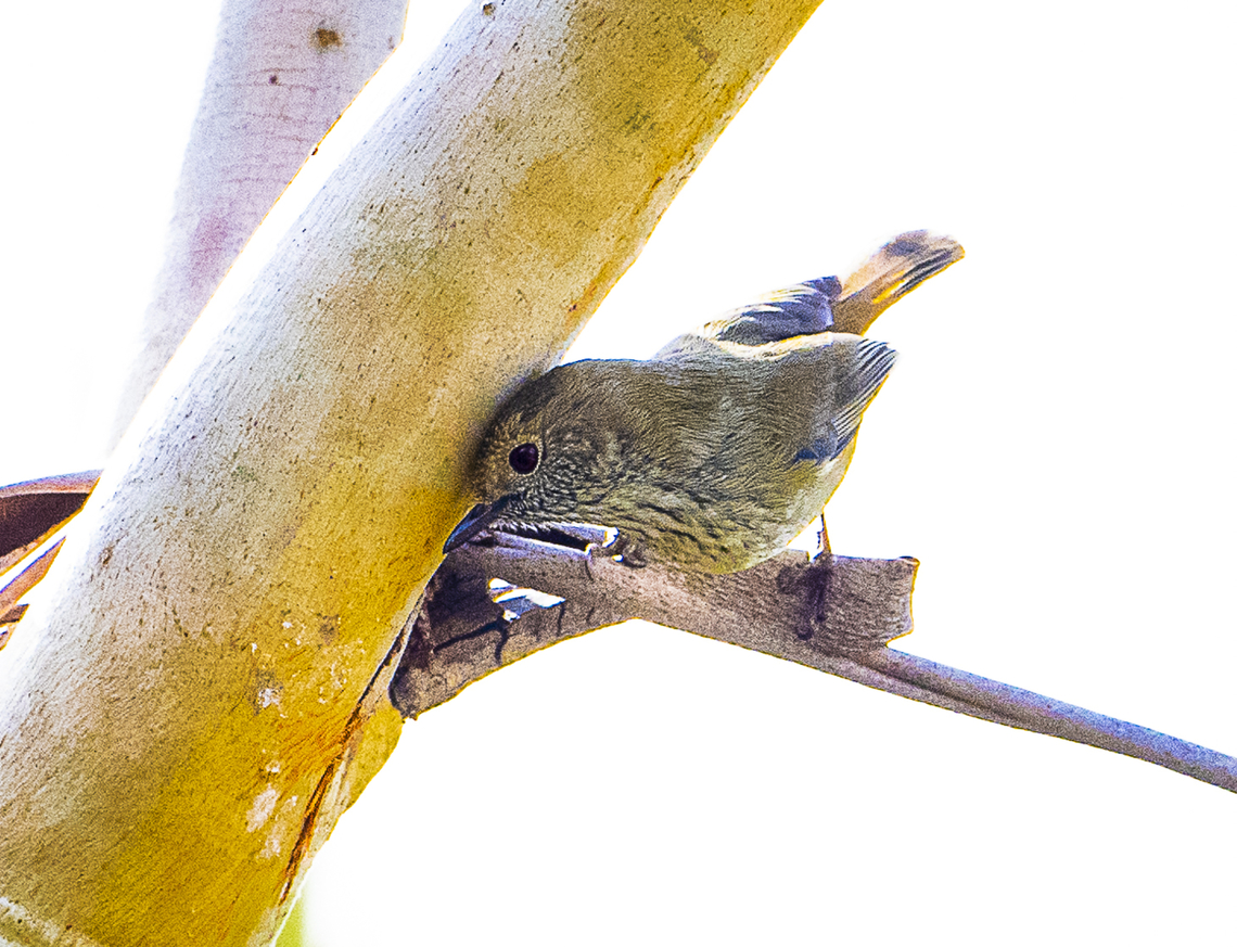 Striated thornbill  Acanthiza lineata,Australia,Fall,Geotagged,Striated thornbill