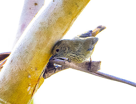 Striated thornbill  Acanthiza lineata,Australia,Fall,Geotagged,Striated thornbill