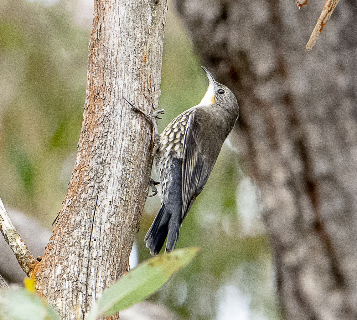 White-throated Treecreeper  Australia,Cormobates leucophaea,Fall,Geotagged,White-throated treecreeper