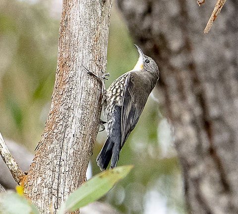 White-throated Treecreeper  Australia,Cormobates leucophaea,Fall,Geotagged,White-throated treecreeper